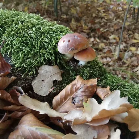 Yankovsky Dvir Gasthof